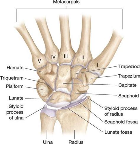 Articulating Bones Of The Wrist