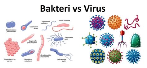Perbedaan Antara Bakteri Dan Virus 28 Perbedaan INOVASI BIOLOGI