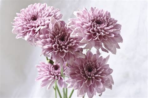 Light Purple Chrysanthemum Flowers Stock Image Image Of Blooming