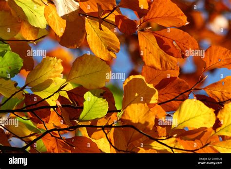 Common Beech Fagus Sylvatica Autumn Leaves Germany Stock Photo Alamy