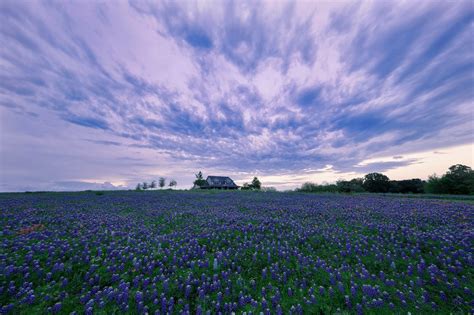 House In Purple Flower Hyacinth Field Wallpaper Hd Flowers 4k