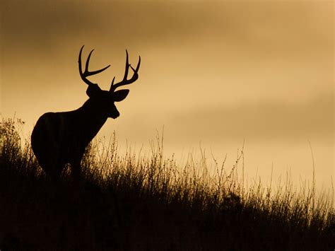 2023 Axis Deer Hunt Season Opens Lanai 96763