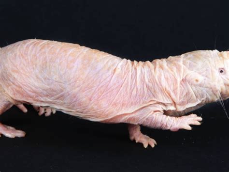 Canadian Organization Wants Guys To Respond To Nudes With Pictures Of Naked Mole Rats For