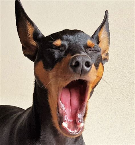 Pin By Shelladi On Perros♥ Cute Dogs Miniature Pinscher Cute Dog