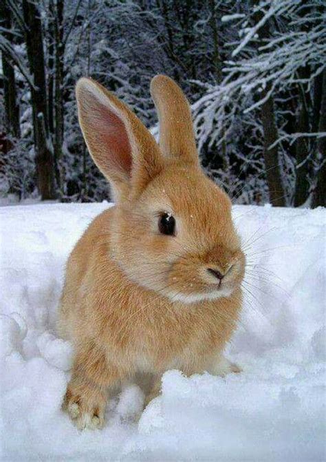 Cold Rabbit Snow Cute Baby Animals Cute Animal