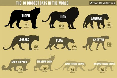 The Biggest Cats In The World Rbadassanimals