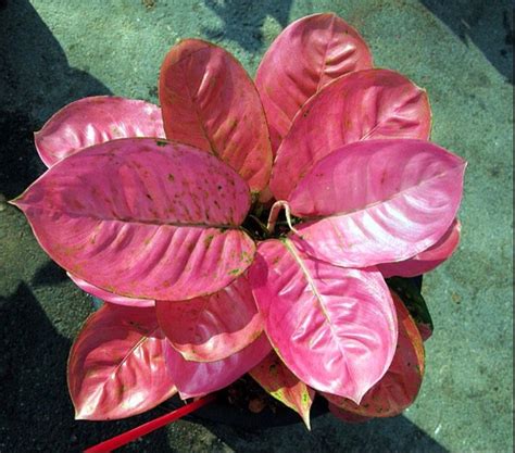 A Close Up Of A Pink Plant With Green Leaves