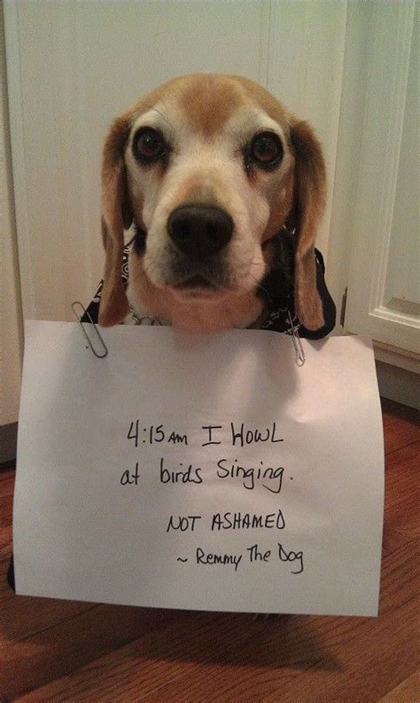 Best 25 Beagle Names Ideas On Pinterest Beagle Pups