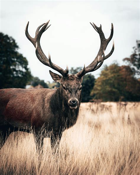 Photo Gratuite De Animal Bois Cerf