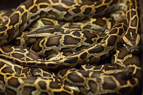 20 Interesting Facts About Burmese Pythons Wildlife Informer
