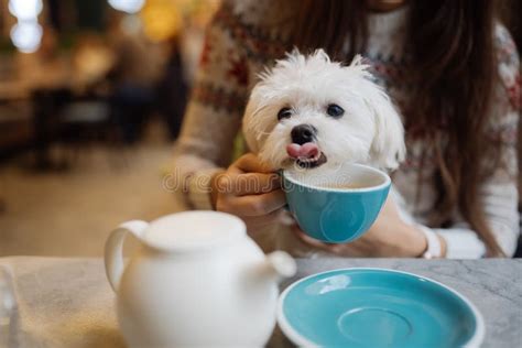 Beautiful Woman Is Holding Her Cute Dog Drinking Coffee In Cafe Stock