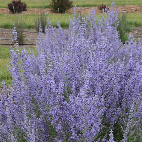 Blue Jean Baby Russian Sage Plant Addicts