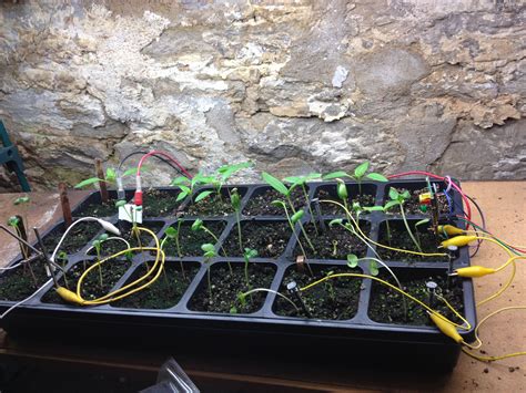 Electroculture experiments on radish, cucumber and pepper plants... See
