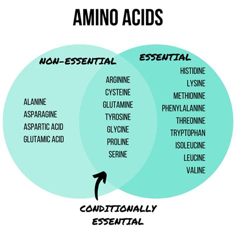 Protein 101 Why Is Protein So Important Chelsea Dishes