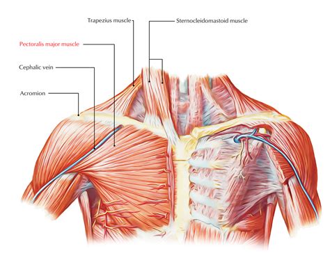 Pectoralis Major Muscle Anatomy Human Anatomy And Physiology Anatomy