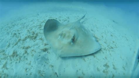Swimming With Stingrays In Barbados Freecapture 1080p Video Youtube