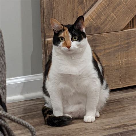 Have You Ever Been Judged By A Fat Cat Delightfullychubby