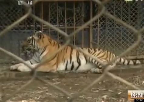 Poll Should China S Shameful Tiger Farms Be Closed Down Focusing On Wildlife