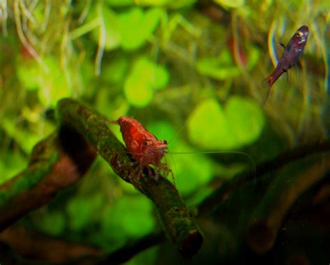 They have no larval stages like most saltwater and many freshwater shrimp have. The Fishtank: Easy way of catching shrimps - free shrimp trap