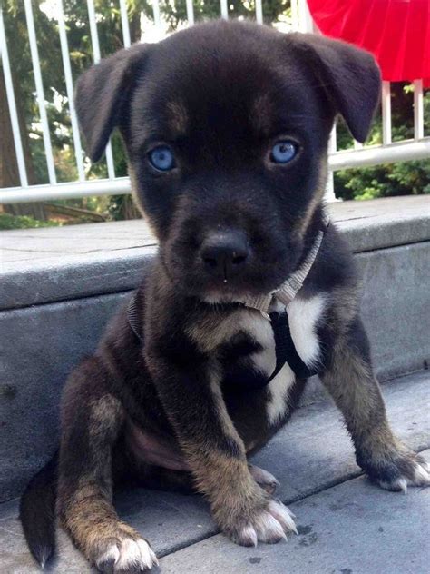 This results in a medium sized dog that weighs between 35 raising a pitbull husky mix puppy. pitbull weiner dog mix puppy | Baby animals, Cute animals, Animals