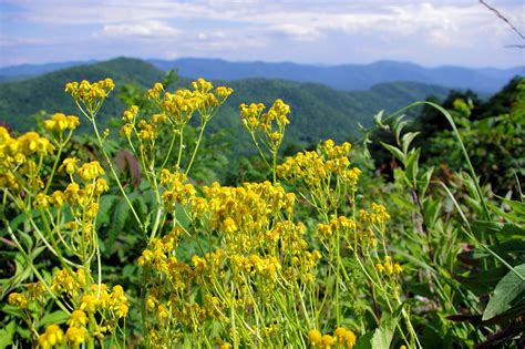 Wildflowers Along The Blue Ridge Parkway In North Carolina Blue Ridge