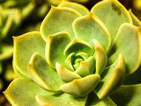 Wallpaper Succulent Plants Background Best Succulent Ideas