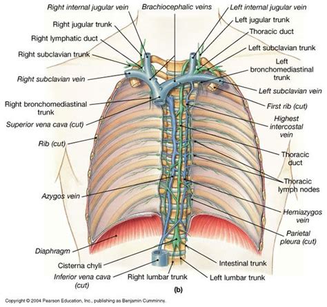 Excellent Thoracic Duct Image And Lymphatic Website