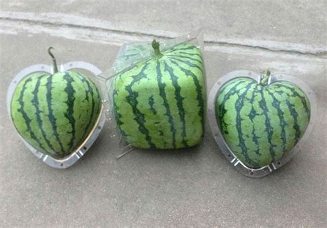 Square Watermelons Are Novel But Also Costly And Labor Intensive