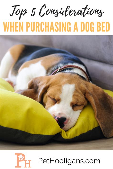 Top 5 Considerations When Purchasing a Dog Bed - Pet ...