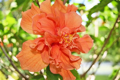 Mariettes Back To Basics Our Double Orange Hibiscus