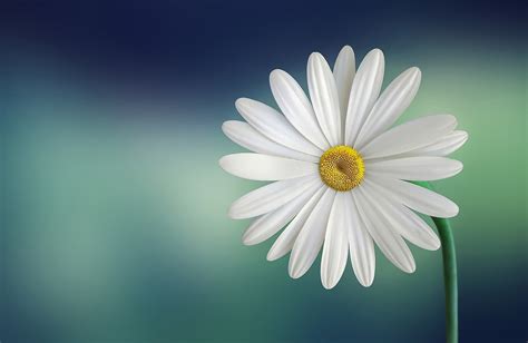 50 Beautiful Flower Images Wallpapers For Your Desktop
