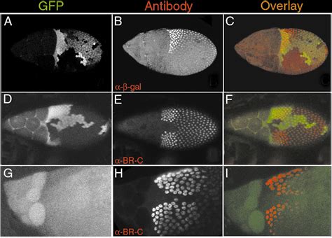 Figure 3 From The Drosophila Jnk Pathway Controls The Morphogenesis Of