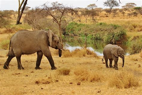 Safari Elephant Tanzania Free Photo On Pixabay