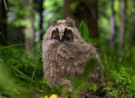 Download Baby Animal Owlet Bird Animal Owl Hd Wallpaper