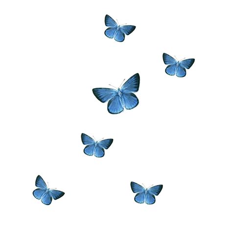 Butterfly Icon Blue Butterfly Png Download 800800 Free