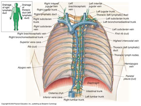 Thoracic Duct And Right Lymphatic Duct