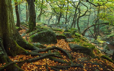 Download Moss Peak District National Park Roots Stone Forest Tree Fall