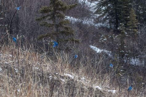 Mountain Bluebirds On Migration Birds Calgary