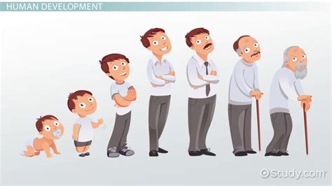 Stages Of Human Development Overview And Phases Video And Lesson