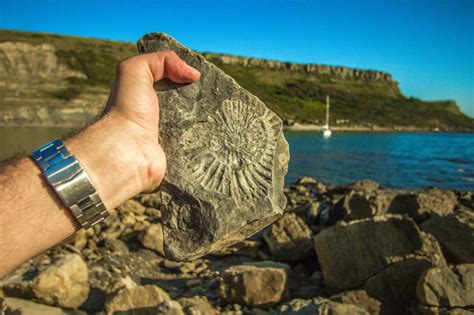 Fossils Can Be Often Found In Sedimentary Rocks And Heres Why How To