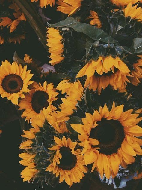Bunga matahari ini cantik dengan bunga yang bergerombol dengan warna kuning cerah dan krem dengan mata berwarna coklat tua. Bunga Matahari | Wallpaper bunga, Ilustrasi fantasi, Bunga
