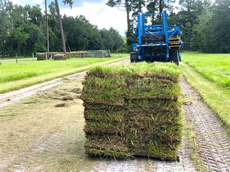 Worldofsod.com for pricing and more info on sod. Sod farm, sod installation, Bahia, Bermuda Sod. Grovin ...