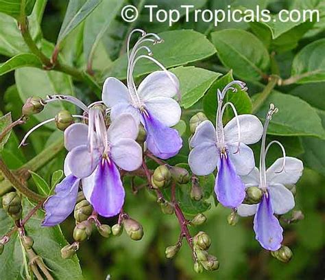 Rotheca Myricoides Clerodendrum Ugandense Butterfly Clerodendrum