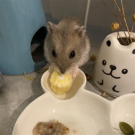 Ham Drix Adopted — Hamster Society Singapore
