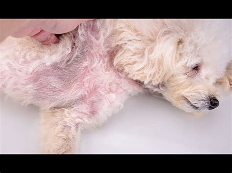 Dog Rash On Belly The O Guide