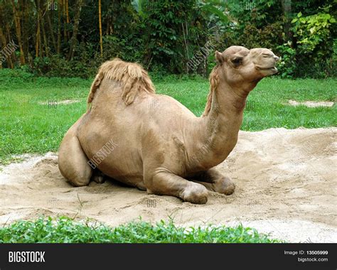 Imagen Y Foto Camello Dromedario Prueba Gratis Bigstock
