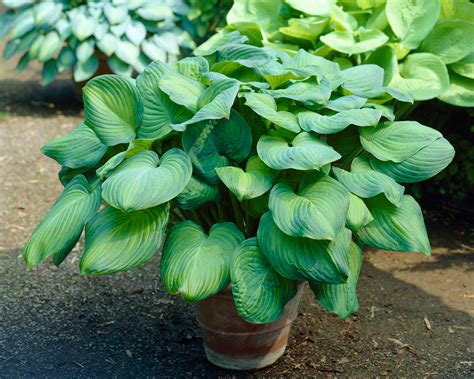 Hosta Guacamole Bare Roots — Buy Plantain Lilies Online At Farmer