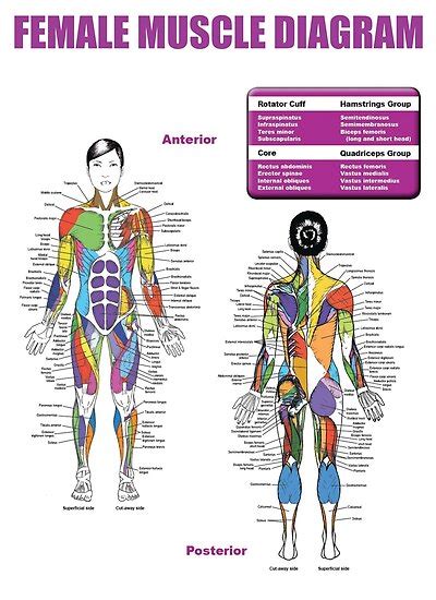 Female Muscle Diagram Anatomy Chart Posters By Superfitstuff