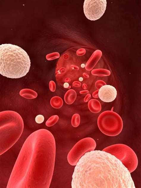 White Blood Cell Count Wbc Count Normal Range Healthtopquestions