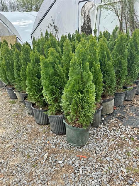 Arborvitae Trees for sale in Greenville, South Carolina | Facebook